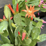 Live Orange Easter Cactus Plant, Live Easter Cactus Plant, 4 to 6 Inch Tall Orange Easter Cactus, Spring Cactus Live Plant for Indoor Garden