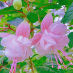 4 Fuchsia Plants Live, Pink Flower Plant, 4 to 7 Inches Tall, 4 Inc Potted