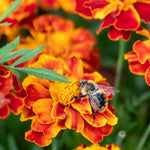 2 Yellow Red Marigold Plants Live, Marigold Flower Plant 4 Inches, 4 Inch Pot Starter Plants