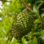 Soursop Tree Plant Live, Well Rooted Sweet Soursop Fruit Plants, Annona Muricata Soursop Tree, Container and Garden Growing