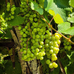 8 Green Grape Vine Cuttings, 8-12 Inches, Sweet Grape Fruits for Garden Planting, Outdoor Climbing Fruit Vine