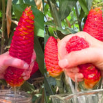 2 Zingiber Zerumbet Shampoo Ginger Plants, Awapuhi Hawaiian Ginger Live Plants 4-7 Inches, Red Ginger Lily for Planting