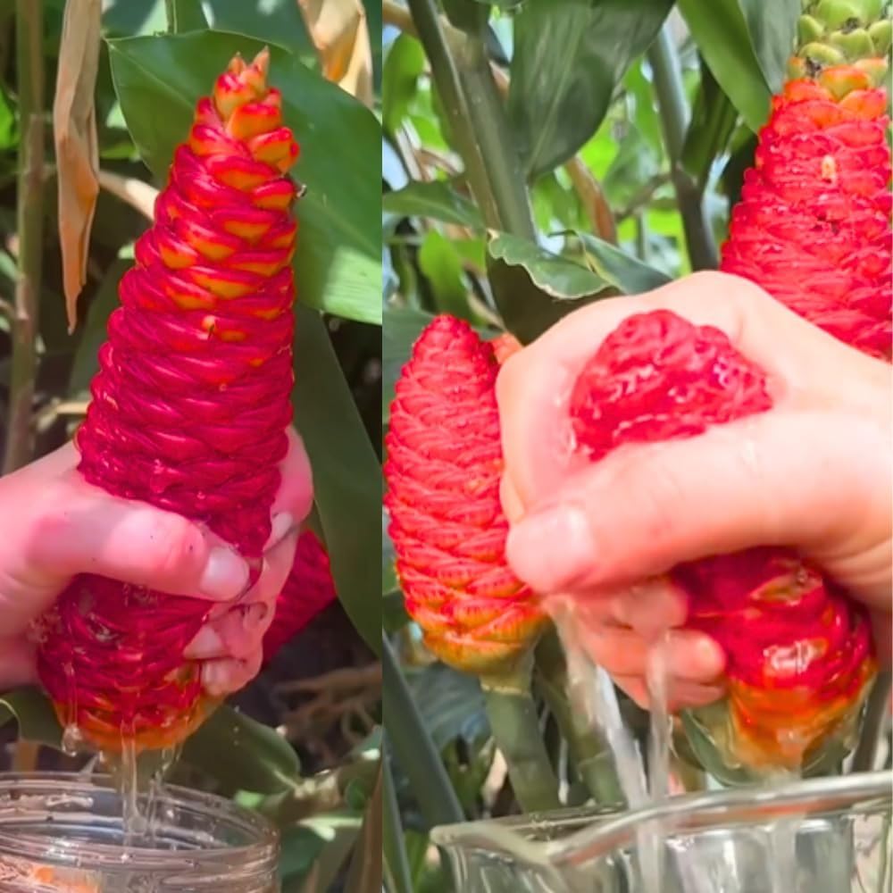 2 Zingiber Zerumbet Shampoo Ginger Plants, Awapuhi Hawaiian Ginger Live Plants 4-7 Inches, Red Ginger Lily for Planting