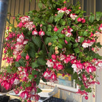Red Fuchsia Plant Live 4'' Pot, Hardy Flowering Fuchsia Starter 3-6'' Tall, Hanging Basket or Patio Garden Plants, 2 Plants per Pot
