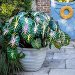 Pink Green Colocasia Live Plant, 5 to 8" in Tall, Taro Elephant Ear Alocasia Esculenta Live Plant for Planting, Live Colocasia Houseplant