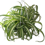 Variegated Curly Spider Plants Live, Spider Live Plant, Vine Houseplant Live, 4 Inches Pot