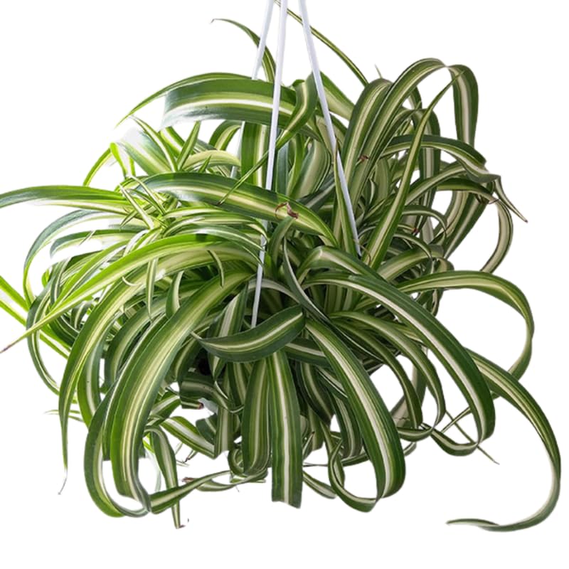 Variegated Curly Spider Plants Live, Spider Live Plant, Vine Houseplant Live, 4 Inches Pot