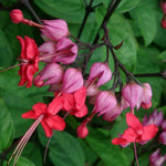 2 Bleeding Heart Live Plants, 5-9 Inches, Clerodendrum Bleeding Heart Vine, Bell Shaped Flowers Well Rooted (Purple Bleeding Heart)