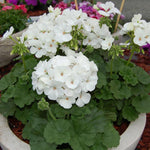 White Geranium Live Plant 4'' Pot, Flowering Geranium Well Rooted 3-6'' Tall, Outdoor Patio, Balcony or Container Garden Plants, 2 Plants per Pot