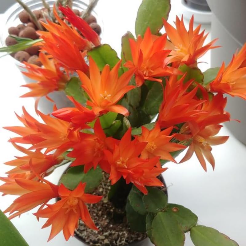 Live Orange Easter Cactus Plant, Live Easter Cactus Plant, 4 to 6 Inch Tall Orange Easter Cactus, Spring Cactus Live Plant for Indoor Garden