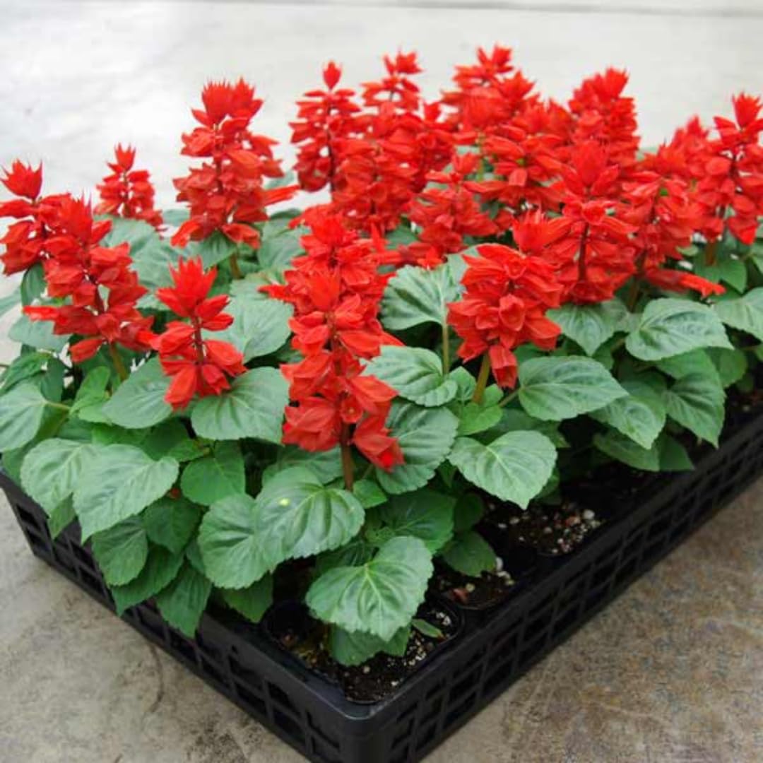 2 Vibrant Sage Salvia Live Plants, Fragrant Perennial Sage Plants Live for Spring Planting, Summer Planting, 5 to 10 Inches in Tall, (Scarlet Red)
