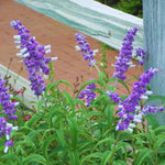 4 Fragrant Sage Salvia Live Plants, Planting in Spring Sage Plants Live, 5 to 10 Inches in Tall, Change Color (Mexican)