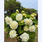 2 Grand Duke of Jasmine Plants Live, Blooming Jasmine Live Plants, 5 to 7 Inches Tall