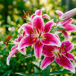 Pack of 4 Pink Lily Bulbs for Planting, Bright Sunny Blooms, Summer Flowering Perennial Garden Flowers, Lily Bulbs for Containers and Outdoor Garden
