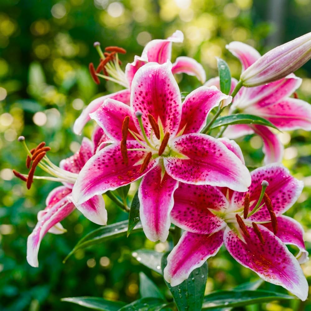 Pack of 4 Pink Lily Bulbs for Planting, Bright Sunny Blooms, Summer Flowering Perennial Garden Flowers, Lily Bulbs for Containers and Outdoor Garden