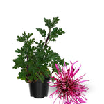 2 Mums Plants Live, Pink Chrysanthemum Plants Live, 5 to 8Inc Tall, No Potted, Chrysanthemum Flower Live Plant Gardening Mum Live Plant Growing