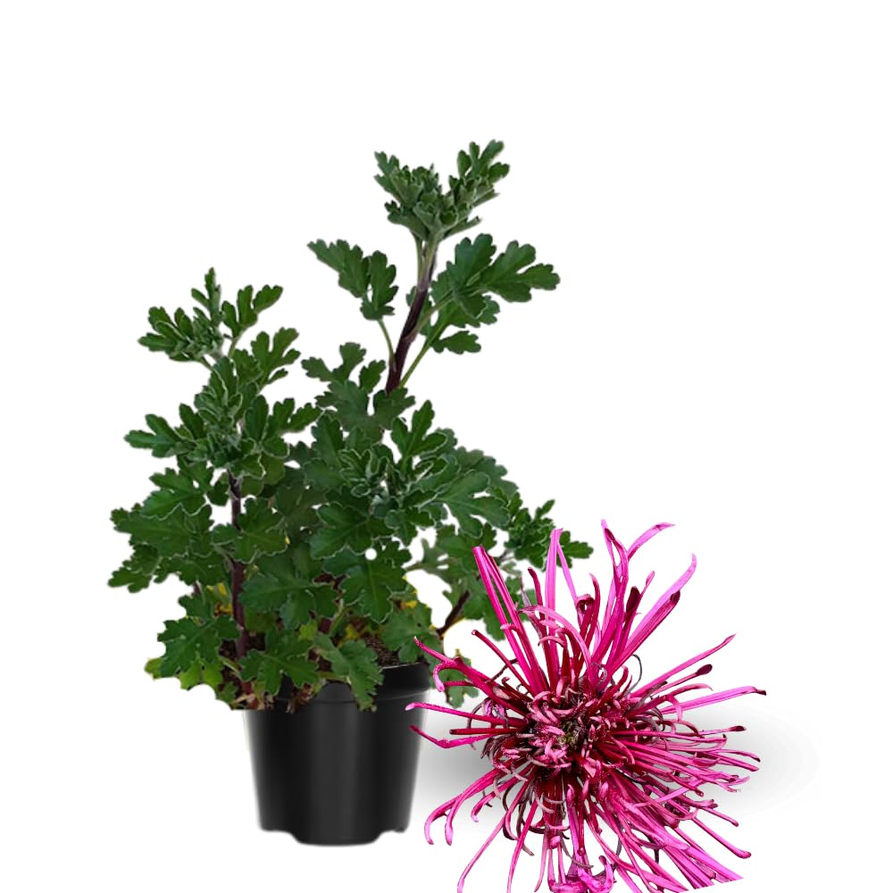 2 Mums Plants Live, Pink Chrysanthemum Plants Live, 5 to 8Inc Tall, No Potted, Chrysanthemum Flower Live Plant Gardening Mum Live Plant Growing