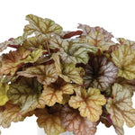 Pack 3 Heuchera Plants Live, Coral Bells Plants 4-7” Tall for Shade Gardens, Borders, Pots, Heuchera Perennials Seedlings (Red Grey Heuchera)
