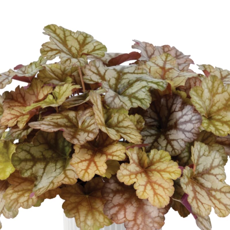 Pack 3 Heuchera Plants Live, Coral Bells Plants 4-7” Tall for Shade Gardens, Borders, Pots, Heuchera Perennials Seedlings (Red Grey Heuchera)