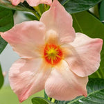 Mandevilla Plant Live, 5 to 7 Inc Tall Seedling, Peach Mandevilla Vine Plants, Perennial Flowering Mandevilla Live Plant Trellis Garden