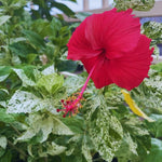 Hardy Hibiscus Plant Live, Variegated Red Hibiscus Tree Live Plant from 8 to 10 Inches Tall, Perennial Hibiscus Flower