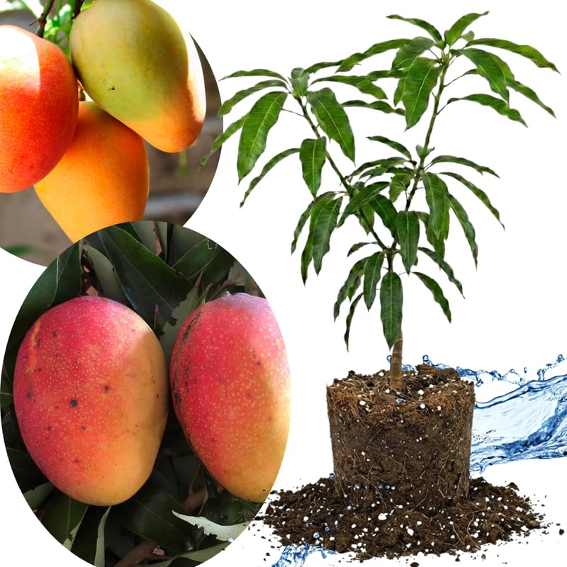 Glenn Mango Tree Live Plant Grafted, 14 to 18 Inches Tall in Pot, Ready to Bear Fruit in 1 Year, Sweet Mango Tree for Planting