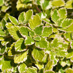 1 Plectranthus Swedish Ivy Plants Live in 3 Inch Pot, Variegated Swedish Ivy Live Plants