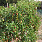 Li Jujube Tree Plant, 8-14 Inch Tall Sweet Jujube Tree Live Potted for Outdoor Planting