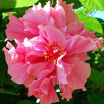 Hardy Hibiscus Plant Live, Double Rose Hibiscus Tree Live Plant from 4 to 7 Inches Tall, Perennial Hibiscus Flower