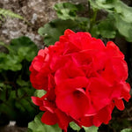 4 Geranium Plants Live from 5 Inc to 8 Inc Tall, Red Flower Plant