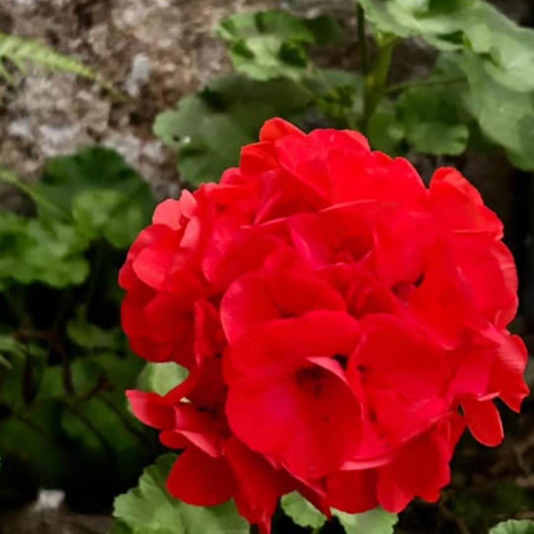 4 Geranium Plants Live from 5 Inc to 8 Inc Tall, Red Flower Plant