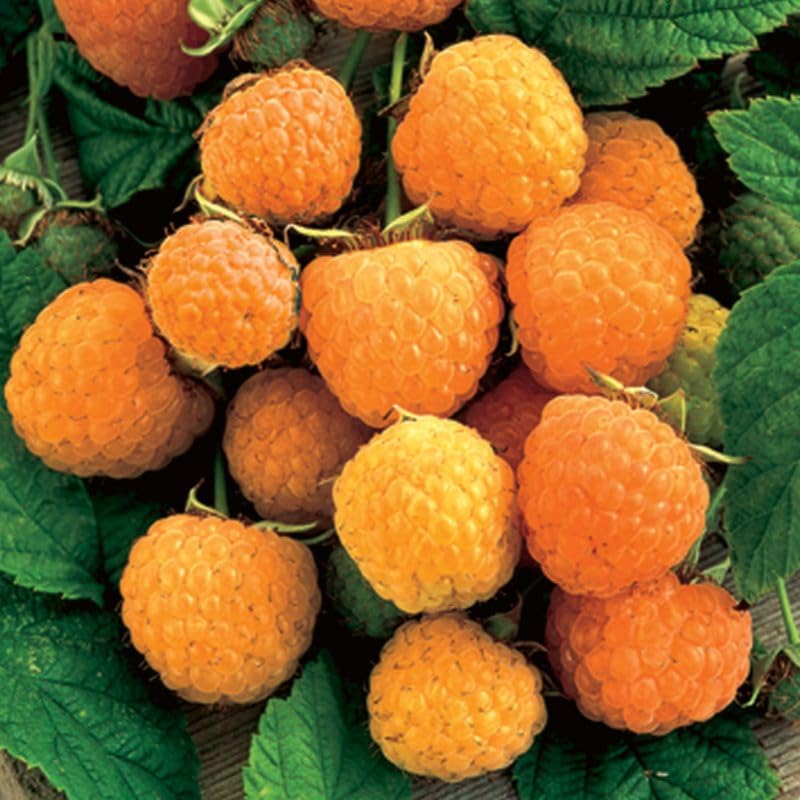 Pack 2 Raspberry Plants Live, Raspberry Everbearing Trees Bushes, Very Sweet Raspberry, Raspberries Size 5-10 Inches in Tall, No Pot (Golden)