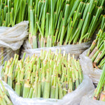 Pack 5 Lemongrass Live Plants, 5-7 Inch Height, Lemongrass Herbs Stalks Well-Rooted, Tropical Grass Plants for Planting Outdoor