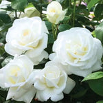 Rose Bush Live Plant, Hybrid Tea Rose Plant Live, 5-9 Inch Tall, Fragrant Flowers Tree, Well-Rooted 1 Year Old, No Pot (White Rose)