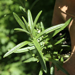 Set of 2 Texas Tarragon Live Plants, Tarragon Plant Live, 4-6 Inches Tall, Culinary Herb Plants for Outdoor Planting