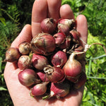 3 Egyptian Walking Onion Plants Live, Perennial Garden Onions for Outdoor Growing, Hardy in Zones 3–9