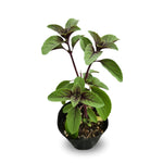 2 African Blue Basil Plants Live, Live Basil Plant, 4 to 6 Inches Tall, Basil Live Plant