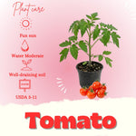 Super Bush Tomato Plant Live, Red Fruit, Tomato Vegetable Plant Live for Outdoors Gardening, 4-6 Inches Tall in 4 Inch Pot