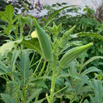 Okra Vegetable Plants Live, 3–5 Inch Tall, Green Okra Plants for Backyard Garden, Seedlings Grow Indoor Outdoor