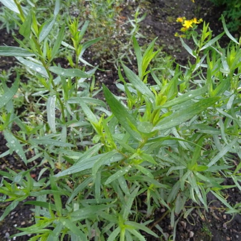 French Tarragon Plant Live, 4-8" Tall Plug Culinary Herb for Outdoor Garden, Patio Pots, Raised Beds