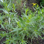 2 French Tarragon Live Plants, Perennial Culinary Herb for Outdoor Garden, Raised Beds, Containers, 4-9" Tall, Plugs