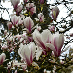 Magnolia Tree Live Plant 4-8 Inches, Pink Blooms Magnolia Bush, Fragrant Magnolia for Growing (Saucer Magnolia)