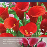 Pack 3 Red Calla Lily Bulbs - Calla Lily Flowering Bulbs for Garden and Containers, Easy to Grow Summer Blooms