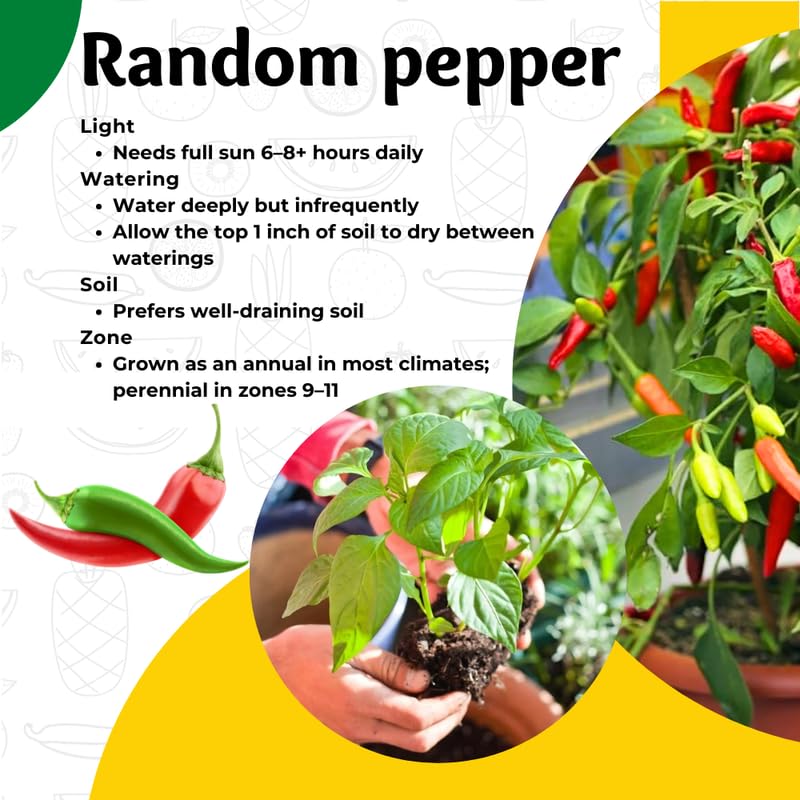 Mix Pepper Plants Live for Planting, in 4" Pot, Hot Chili Pepper for Indoor and Outdoor Growing