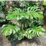 Philodendron Plant Live, Rare Tropical Variegated Live Indoor Houseplant, Starter Plants No Pot, 5-9" in Tall (Monstera Deliciosa)