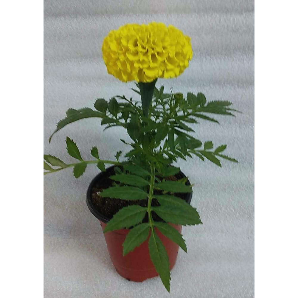 4 Marigold Plants Live, Golden Marigold Live Plants from 5 Inc in Height