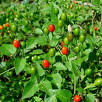 Red Chiltepin Pepper Plants Live for Planting, 6 to 8 Inch Tall Pepper Plants in Pot, Hot Peppers