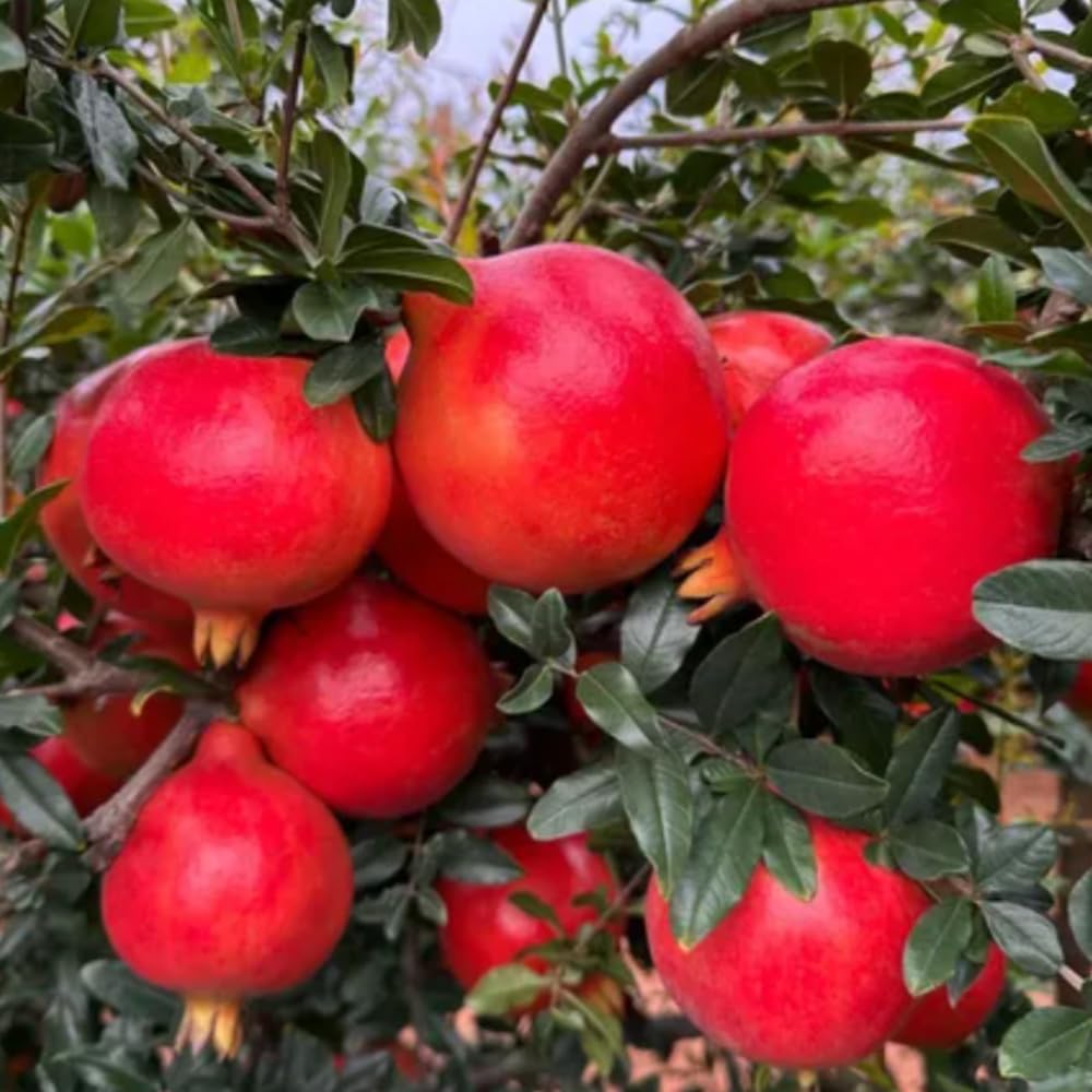 Pomegranate Plant Live Seedling, 5 to 8'' Long, Pomegranate Live Plant, Sweet Fruit Gardening Outside