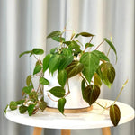 Variegated Philodendron Live Plant, Rare Indoor Houseplant Live Well Rooted 5-7 Inches, Container Growing, Home Office Decor (Velvet Leaves Philodendron)