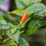 Hot Pepper Plants, 2 Pcs in Pot, Red Pepper Seedling, Pepper Plants Live for Planting, Ready for Edible Gardening, Zones 9 to 11